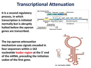 Transcriptional Attenuation
It is a second regulatory
process, in which
transcription is initiated
normally but is abruptly
halted before the operon
genes are transcribed.
The trp operon attenuation
mechanism uses signals encoded in
four sequences within a 162
nucleotide leader region at the 5’ end
of the mRNA, preceding the initiation
codon of the first gene.
 