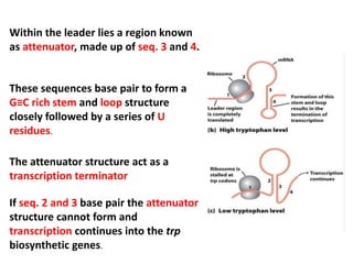 Within the leader lies a region known
as attenuator, made up of seq. 3 and 4.
These sequences base pair to form a
G≡C rich stem and loop structure
closely followed by a series of U
residues.
The attenuator structure act as a
transcription terminator
If seq. 2 and 3 base pair the attenuator
structure cannot form and
transcription continues into the trp
biosynthetic genes.
 