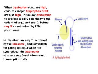 When tryptophan conc. are high,
conc. of charged tryptophan tRNA
are also high. This allows translation
to proceed rapidly pass the two trp
codons of seq.1 and seq. 2, before
seq. 3 is synthesized by RNA
polymerase.
In this situation, seq. 2 is covered
by the ribosome , and unavailable
for paring to seq. 3 when it is
synthesized; the attenuator
structure seq. 3 and 4 forms and
transcription halts.
 