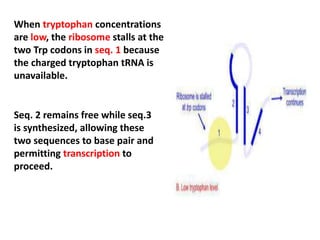 When tryptophan concentrations
are low, the ribosome stalls at the
two Trp codons in seq. 1 because
the charged tryptophan tRNA is
unavailable.
Seq. 2 remains free while seq.3
is synthesized, allowing these
two sequences to base pair and
permitting transcription to
proceed.
 