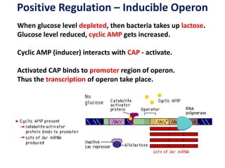 Positive Regulation – Inducible Operon
When glucose level depleted, then bacteria takes up lactose.
Glucose level reduced, cyclic AMP gets increased.
Cyclic AMP (inducer) interacts with CAP - activate.
Activated CAP binds to promoter region of operon.
Thus the transcription of operon take place.
 