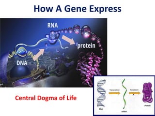 How A Gene Express
Central Dogma of Life
 