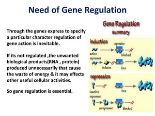Need of Gene Regulation
Through the genes express to specify
a particular character regulation of
gene action is inevitable.
If its not regulated ,the unwanted
biological products(RNA , protein)
produced unnecessarily that cause
the waste of energy & it may effects
other useful cellular activities.
So gene regulation is essential.
 