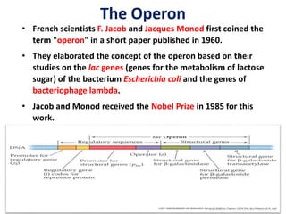 The Operon
• French scientists F. Jacob and Jacques Monod first coined the
term "operon" in a short paper published in 1960.
• They elaborated the concept of the operon based on their
studies on the lac genes (genes for the metabolism of lactose
sugar) of the bacterium Escherichia coli and the genes of
bacteriophage lambda.
• Jacob and Monod received the Nobel Prize in 1985 for this
work.
 