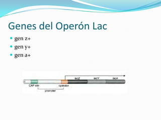 Genes del Operón Lacgen z+gen y+gen a+