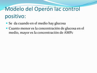 Modelo del Operón lac control positivo:Se  da cuando en el medio hay glucosaCuanto menor es la concentración de glucosa en el medio, mayor es la concentración de AMPc