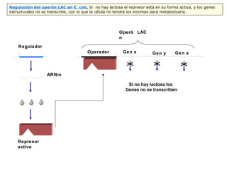 Regulador
Operó
n
LAC
Operador Gen x Gen aGen y
ARNm
Represor
activo
Si no hay lactosa los
Genes no se transcriben
Regulación del operón LAC en E. coli. Si no hay lactosa el represor está en su forma activa, y los genes
estructurales no se transcribe, con lo que la célula no tendrá los enzimas para metabolizarla.
 