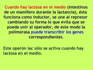 Cuando hay lactosa en el medio  (intestinos de un mamífero durante la lactancia), ésta  funciona como inductor, se une al represor  cambiando su forma lo que evita que se pueda unir al operador, de este modo la polimerasa  puede transcribir los genes  correspondientes . Este operón lac sólo se activa cuando hay lactosa en el medio.  