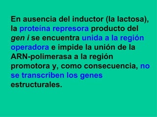 En ausencia del inductor (la lactosa), la  proteína represora  producto del  gen i  se encuentra  unida a la región operadora  e impide la unión de la ARN-polimerasa a la región promotora y, como consecuencia,  no se transcriben los genes  estructurales.   