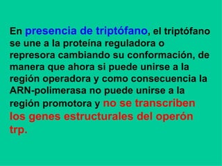 En  presencia de triptófano , el triptófano se une a la proteína reguladora o represora cambiando su conformación, de manera que ahora si puede unirse a la región operadora y como consecuencia la ARN-polimerasa no puede unirse a la región promotora y  no se transcriben los genes estructurales del operón trp. 