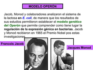 MODELO OPERÓN Jacob, Monod y colaboradores analizaron el sistema de la lactosa  en   E. coli , de manera que los resultados de sus estudios permitieron establecer el  modelo genético del  Operón  que permite comprender como tiene lugar la  regulación de la expresión génica en bacterias . Jacob y Monod recibieron en 1965 el Premio Nobel pos estas investigaciones Francois Jacob Jacques Monod 