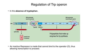 Operon System with oveview of lac operon, trp operon, ara operon | PPTX