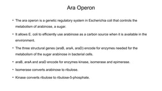 Operon System with oveview of lac operon, trp operon, ara operon | PPTX
