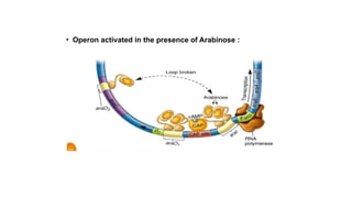 Operon System with oveview of lac operon, trp operon, ara operon | PPTX
