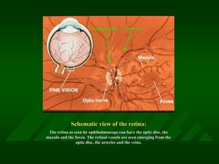 Disc Macula Principles of Ophthalmoscopy | PPTX