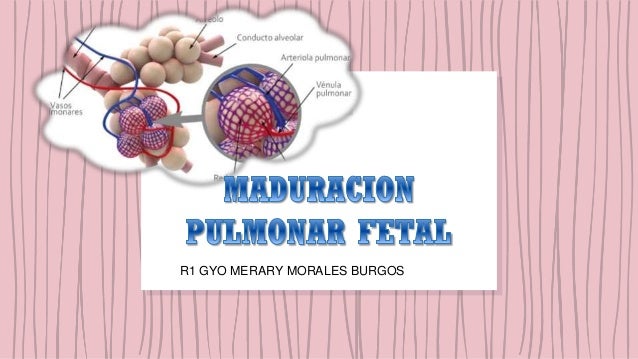 MADURACION PULMONAR FETAL