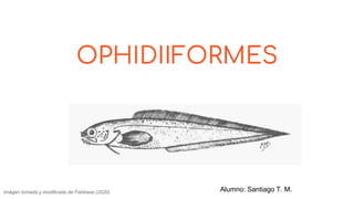 OPHIDIIFORMES
Imágen tomada y modificada de Fishbase (2020) Alumno: Santiago T. M.
 