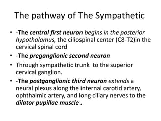 The pathway of The Sympathetic
• -The central first neuron begins in the posterior
hypothalamus, the ciliospinal center (C8-T2)in the
cervical spinal cord
• -The preganglionic second neuron
• Through sympathetic trunk to the superior
cervical ganglion.
• -The postganglionic third neuron extends a
neural plexus along the internal carotid artery,
ophthalmic artery, and long ciliary nerves to the
dilator pupillae muscle .
 