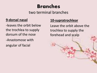 Branches
two terminal branches
9-dorsal nasal
-leaves the orbit below
the trochlea to supply
dorsum of the nose
-Anastomose with
angular of facial
10-supratrochlear
Leave the orbit above the
trochlea to supply the
forehead and scalp
 