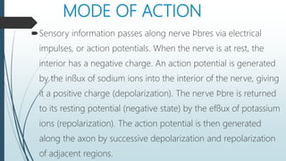 MODE OF ACTION
Sensory information passes along nerve ﬁbres via electrical
impulses, or action potentials. When the nerve is at rest, the
interior has a negative charge. An action potential is generated
by the inﬂux of sodium ions into the interior of the nerve, giving
it a positive charge (depolarization). The nerve ﬁbre is returned
to its resting potential (negative state) by the efﬂux of potassium
ions (repolarization). The action potential is then generated
along the axon by successive depolarization and repolarization
of adjacent regions.
 