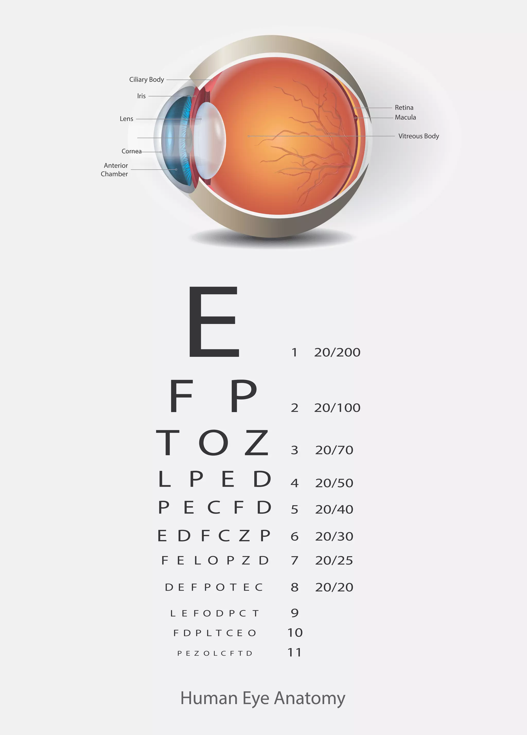 Ophthalmic Eye Instruments Catalog PDF