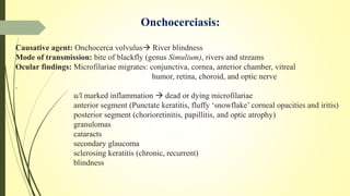Onchocerciasis:
Causative agent: Onchocerca volvulus River blindness
Mode of transmission: bite of blackfly (genus Simulium), rivers and streams
Ocular findings: Microfilariae migrates: conjunctiva, cornea, anterior chamber, vitreal
humor, retina, choroid, and optic nerve
.
u/l marked inflammation  dead or dying microfilariae
anterior segment (Punctate keratitis, fluffy ‘snowflake’ corneal opacities and iritis)
posterior segment (chorioretinitis, papillitis, and optic atrophy)
granulomas
cataracts
secondary glaucoma
sclerosing keratitis (chronic, recurrent)
blindness
 