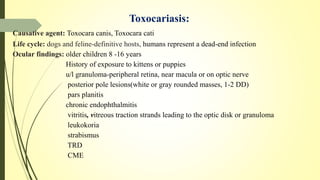 Toxocariasis:
Causative agent: Toxocara canis, Toxocara cati
Life cycle: dogs and feline-definitive hosts, humans represent a dead-end infection
Ocular findings: older children 8 -16 years
History of exposure to kittens or puppies
u/l granuloma-peripheral retina, near macula or on optic nerve
posterior pole lesions(white or gray rounded masses, 1-2 DD)
pars planitis
chronic endophthalmitis
vitritis, vitreous traction strands leading to the optic disk or granuloma
leukokoria
strabismus
TRD
CME
 