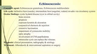 Echinococcosis:
Causative agent: Echinococcus granulosus, Echinococcus multilocularis
Life cycle: definitive host (canids), intermediate host (ungulate, rodent) invades via circulatory system
Ocular findings: cystic hydatid disease (cyst in orbital cavity)
bone erosion
proptosis
exposure keratitis & ulceration
conjunctival chemosis & injection
extensive lacrimation
impairment of extraocular mobility
optic atrophy
involvement of CNS-papilledema
intraocular cysts can replace the vitreous.
Diagnosis: clinical presentation, radiography & serology
Treatment: Albendazole & interventional aspiration or surgery
 