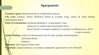 Sparganosis:
Causative agent: plerocercoid larvae of Spirometra species
Life cycle: Canines, felines (definitive hosts) & Cyclops, frogs, snakes & small animals
(intermediate hosts)
Mode of transmission: accidental drinking of contaminated water
eating raw or undercooked intermediate hosts
direct transfer of spargana (applied as a poultice to inflamed eyes, ulcers
or open wounds)
Ocular findings: worms in subconjunctiva & AC-pain, pruritus and lacrimation
periocular edema
proptosis
Diagnosis: after removal of the worm
Treatment: surgical removal, no systemic antiparasitic agent shown to be of benefit
 