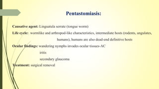 Pentastomiasis:
Causative agent: Linguatula serrate (tongue worm)
Life cycle: wormlike and arthropod-like characteristics, intermediate hosts (rodents, ungulates,
humans), humans are also dead-end definitive hosts
Ocular findings: wandering nymphs invades ocular tissues-AC
iritis
secondary glaucoma
Treatment: surgical removal
 