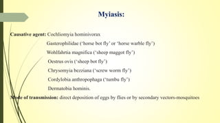 Myiasis:
Causative agent: Cochliomyia hominivorax
Gasterophilidae (‘horse bot fly’ or ‘horse warble fly’)
Wohlfahrtia magnifica (‘sheep maggot fly’)
Oestrus ovis (‘sheep bot fly’)
Chrysomyia bezziana (‘screw worm fly’)
Cordylobia anthropophaga (‘tumbu fly’)
Dermatobia hominis.
Mode of transmission: direct deposition of eggs by flies or by secondary vectors-mosquitoes
 