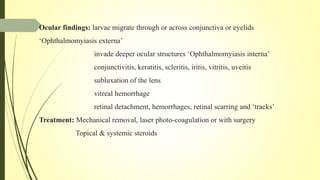 Ocular findings: larvae migrate through or across conjunctiva or eyelids
‘Ophthalmomyiasis externa’
invade deeper ocular structures ‘Ophthalmomyiasis interna’
conjunctivitis, keratitis, scleritis, iritis, vitritis, uveitis
subluxation of the lens
vitreal hemorrhage
retinal detachment, hemorrhages, retinal scarring and ‘tracks’
Treatment: Mechanical removal, laser photo-coagulation or with surgery
Topical & systemic steroids
 