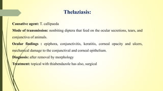 Thelaziasis:
Causative agent: T. callipaeda
Mode of transmission: nonbiting diptera that feed on the ocular secretions, tears, and
conjunctiva of animals.
Ocular findings : epiphora, conjunctivitis, keratitis, corneal opacity and ulcers,
mechanical damage to the conjunctival and corneal epithelium.
Diagnosis: after removal by morphology
Treatment: topical with thiabendazole has also, surgical
 