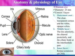 Anatomy & physiology of Eye
Human eye
Diameter 23 mm
Consist 3 layes-
1. Outermost coat :
The clear,
transparent cornea
and the white,
opaque sclera.
2. Middle layer :
The iris anteriorly,
the choroid
posteriorly, and
the ciliary body at
the intermediate
part.
3. Inner layer :
Retina (extension
of CNS).
 