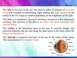 The iris is the part of the eye that gives it color. It consists of muscular
tissue that responds to surrounding light, making the pupil opening in the
center of the iris, larger or smaller depending on the brightness of the light.
The lens is a transparent, biconvex structure, encased in a thin transparent
covering. The function of the lens is to refract and focus incoming light
onto the retina.
The retina is the innermost layer in the eye. It converts images into
electrical impulses that are sent along the optic nerve to the brain where the
images are interpreted.
The macula is located in the back of the eye, in the center of the retina.
This area produces the sharpest vision.
 