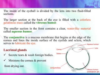 The inside of the eyeball is divided by the lens into two fluid-filled
sections.
The larger section at the back of the eye is filled with a colorless
gelatinous mass called the vitreous humor.
The smaller section in the front contains a clear, water-like material
called aqueous humor.
The conjunctiva is a mucous membrane that begins at the edge of the
cornea and lines the inside surface of the eyelids and sclera, which
serves to lubricate the eye.
Lacrimal glands
 Secrete tears & wash foreign bodies.
 Moistens the cornea & prevent
from drying out. conjunctiva
 