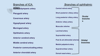 Caroticotympanic artery
Pterygoid artery
Cavernous artery
Hypophyseal artery
Meningeal artery
Ophthalmic artery
Anterior cerebral artery
Middle cerebral artery
Posterior communicating artery
Anterior choroidal artery
Central retinal artery
Short posterior ciliary artery
Long posterior ciliary artery
Anterior ciliary artery
Muscular arteries
Lacrimal artery
Supraorbital artery
Post & ant ethmoidal arteries
Medial palpebral artery
Supratrochlear artery
Dorsal nasal artery
Branches of ICA Branches of ophthalmic
artery
Ocular
branche
s
Orbital
branches
 