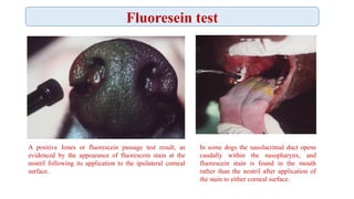 ophthalmology-of-eye-examination-presentation-pptx