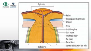 ophthalmology-v-eye-anatomy-and-function.pdf
