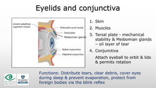 ophthalmology-v-eye-anatomy-and-function.pdf