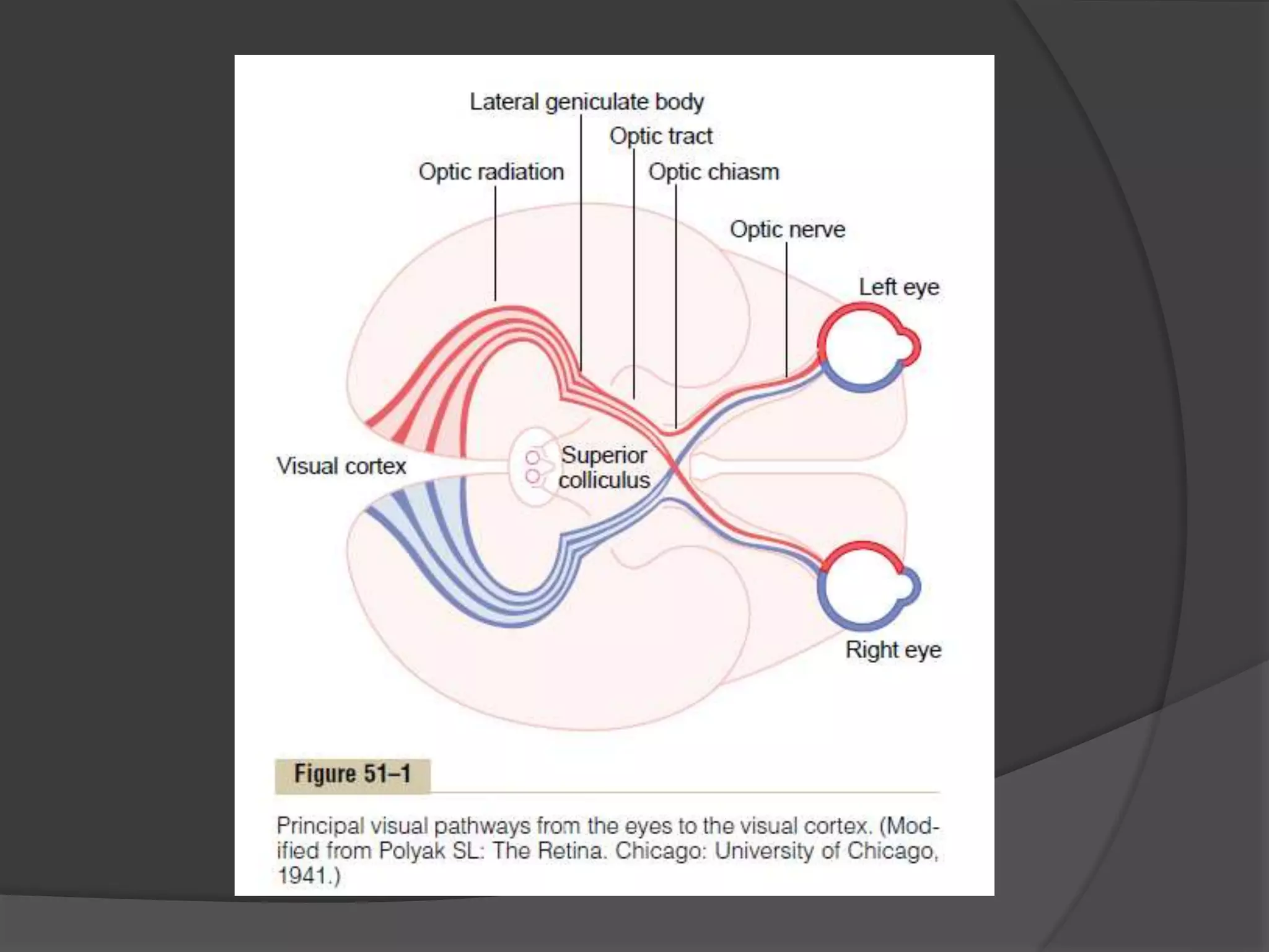 Visual Conduction Pathway Visual Pathway - Ophthalmology - Eye | PPTX