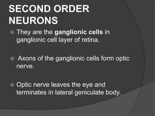 SECOND ORDER
NEURONS
 They are the ganglionic cells in
ganglionic cell layer of retina.
 Axons of the ganglionic cells form optic
nerve.
 Optic nerve leaves the eye and
terminates in lateral geniculate body.
 