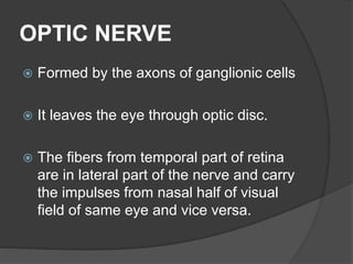 OPTIC NERVE
 Formed by the axons of ganglionic cells
 It leaves the eye through optic disc.
 The fibers from temporal part of retina
are in lateral part of the nerve and carry
the impulses from nasal half of visual
field of same eye and vice versa.
 