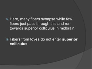  Here, many fibers synapse while few
fibers just pass through this and run
towards superior colliculus in midbrain.
 Fibers from fovea do not enter superior
colliculus.
 
