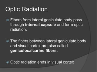 Optic Radiation
 Fibers from lateral geniculate body pass
through internal capsule and form optic
radiation.
 The fibers between lateral geniculate body
and visual cortex are also called
geniculocalcarine fibers.
 Optic radiation ends in visual cortex
 