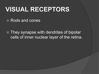 VISUAL RECEPTORS
 Rods and cones
 They synapse with dendrites of bipolar
cells of inner nuclear layer of the retina.
 