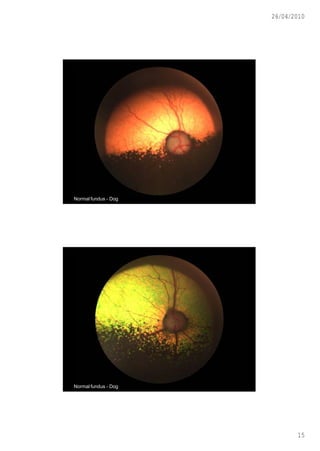 26/04/2010




Normal fundus - Dog




Normal fundus - Dog




                             15
 