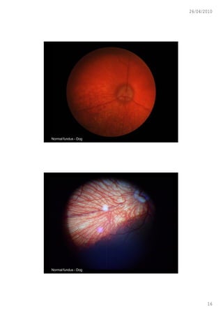 26/04/2010




Normal fundus - Dog




Normal fundus - Dog




                             16
 