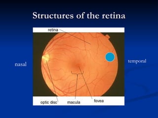 Structures of the retina
Structures of the retina
nasal
temporal
 