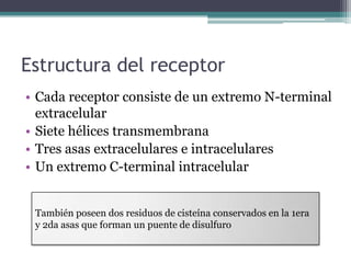 Estructura del receptor
• Cada receptor consiste de un extremo N-terminal
extracelular
• Siete hélices transmembrana
• Tres asas extracelulares e intracelulares
• Un extremo C-terminal intracelular
También poseen dos residuos de cisteína conservados en la 1era
y 2da asas que forman un puente de disulfuro
 